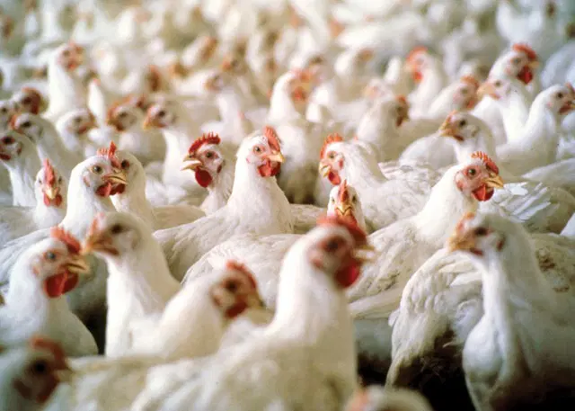 Guyana could halt chicken imports within a month as local supply recovers