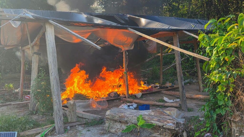 Police destroy ganja fields along Berbice River