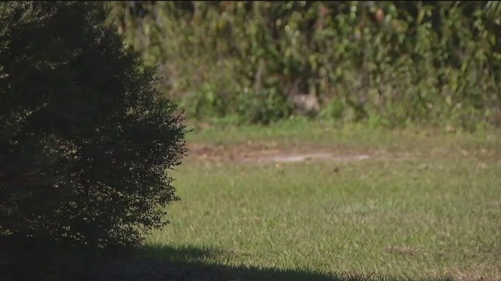FATHER LEADS POLICE TO BUSHY AREA AFTER NEWBORN’S REMAINS VANISH – HGPTV – Guyana’s Nightly News and Entertainment Channel