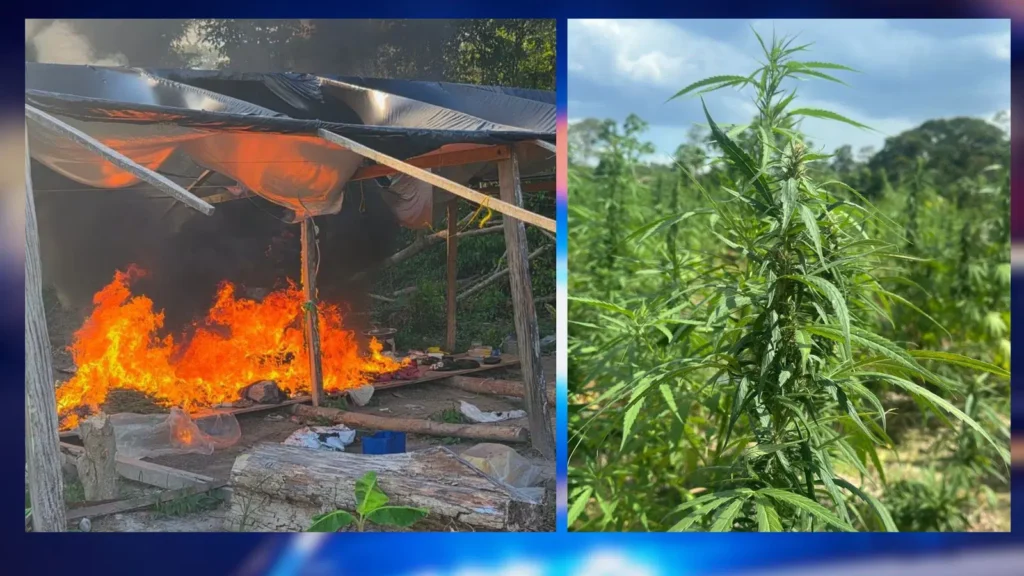 Police destroy $26.8M worth of cannabis in Wiruni