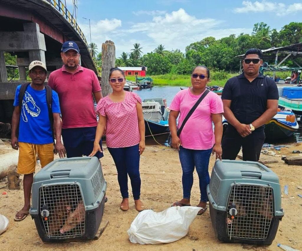 Five Moruca farmers receive piglets from ministry