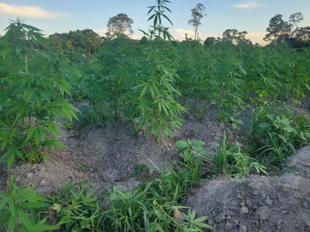 Police destroy cannabis farm at Wiruni
