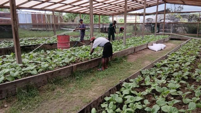 Timehri Prison shade house to boost food production, inmate rehabilitation